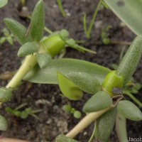 Portulaca tuberosa Roxb.
